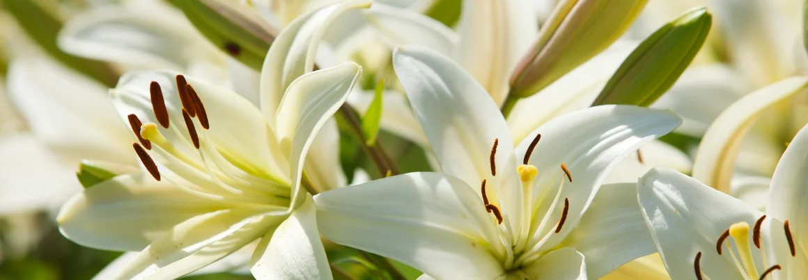 weiße Lilienblüten in Nahaufnahme